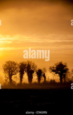 Derrylin County, Fermanagh, Irlanda del Nord. 29 ottobre, 2014. Una nebbiosa per iniziare la giornata. Credito: Richard Wayman/Alamy Live News Foto Stock