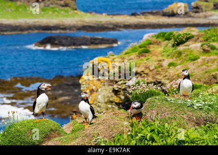 Atlantic puffin (Fratercula arctica) il comportamento di corteggiamento Foto Stock