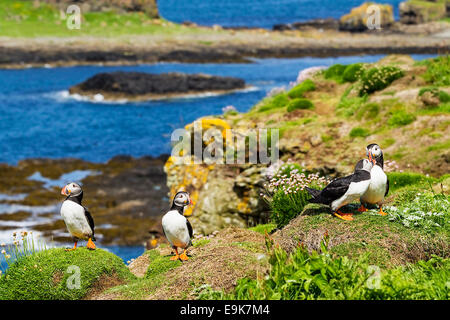 Atlantic puffin (Fratercula arctica) fatturazione, un corteggiamento Foto Stock