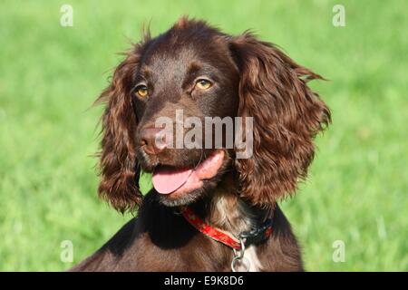 Molto carino giovani piccole fegato di cioccolato tipo di lavoro cocker spaniel Foto Stock