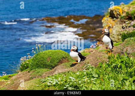 Atlantic puffin (Fratercula arctica) il comportamento di corteggiamento Foto Stock