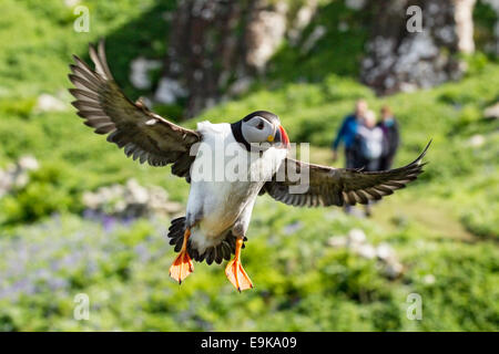 Atlantic puffin (Fratercula arctica) terre in cima a una scogliera come un gruppo di turisti si avvicina a distanza Foto Stock