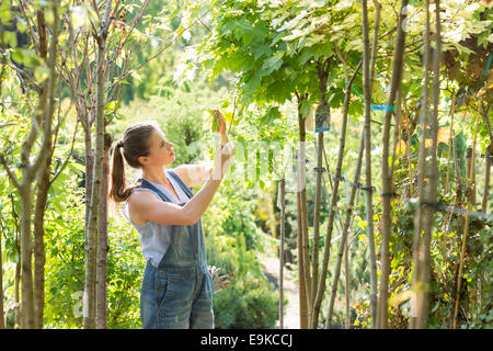 Donna esame lascia al centro giardino Foto Stock