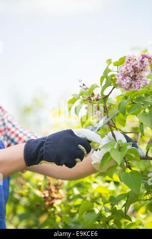 Immagine ritagliata di giardiniere potatura di rami al vivaio Foto Stock