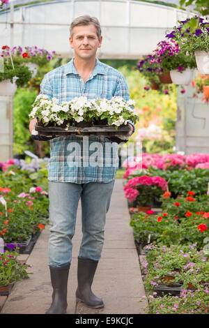 Ritratto a figura intera di giardiniere portante cassa con vasi di fiori in serra Foto Stock
