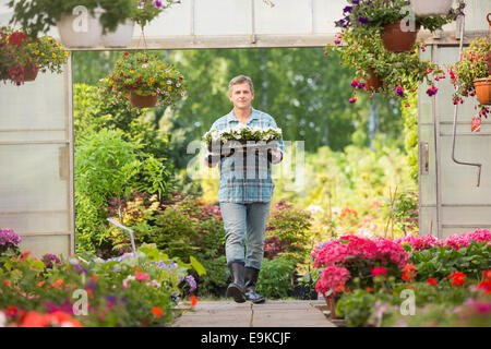 Ritratto di giardiniere portante cassa con vasi di fiori mentre entrando in serra Foto Stock