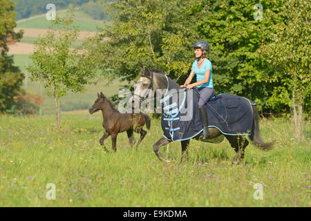 Cavalcare in estate su un pony Connemara indossando un foglio di Mosca Foto Stock