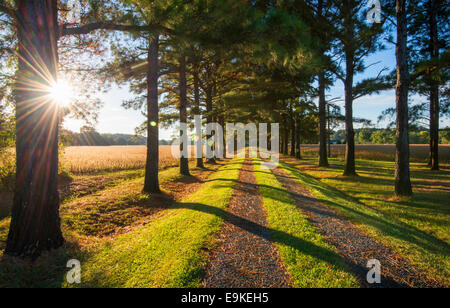 Uno squarcio di mattina presto luce su un viale a Talbot County, Maryland, Stati Uniti d'America Foto Stock