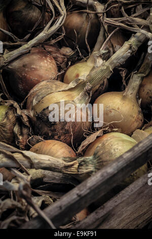 Produzione biologica cipolle essiccamento in casse di legno. Foto Stock