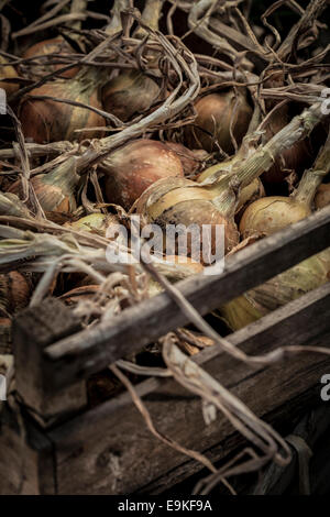 Produzione biologica cipolle essiccamento in casse di legno. Foto Stock