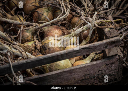 Produzione biologica cipolle essiccamento in casse di legno. Foto Stock