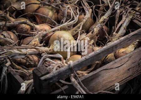 Produzione biologica cipolle essiccamento in casse di legno. Foto Stock