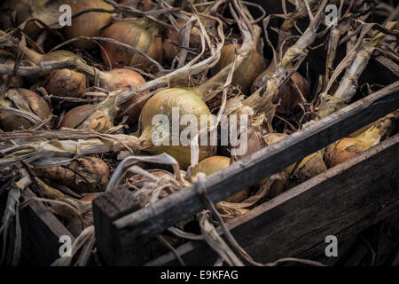 Produzione biologica cipolle essiccamento in casse di legno. Foto Stock