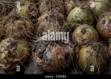 Produzione biologica cipolle essiccamento in una Tettoia da giardino. Foto Stock