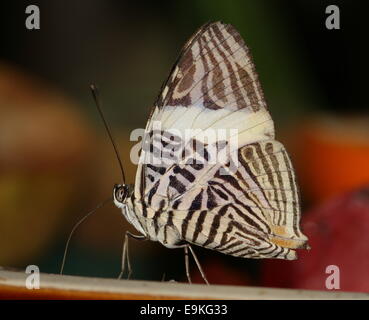 Mosaico di Zebra Butterfly (Colobura dirce) a.k.a. La bellezza di Dirce Foto Stock