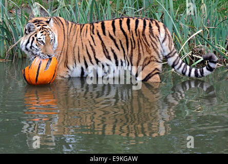 Amburgo, Germania. 29 ott 2014. Tiger Lailek sniffs una carne-riempito jock-o-Lanterne presso lo Zoo di Hagenbeck di Amburgo, Germania, 29 ottobre 2014. Entrambe le tigri allo zoo ricevuto tratta per Halloween. Foto: DANIEL BOCKWOLDT/dpa/Alamy Live News Foto Stock