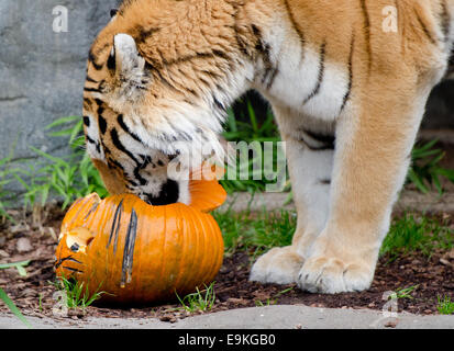 Amburgo, Germania. 29 ott 2014. Tiger Lailek sniffs una carne-riempito jock-o-Lanterne presso lo Zoo di Hagenbeck di Amburgo, Germania, 29 ottobre 2014. Entrambe le tigri allo zoo ricevuto tratta per Halloween. Foto: DANIEL BOCKWOLDT/dpa/Alamy Live News Foto Stock