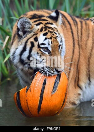 Amburgo, Germania. 29 ott 2014. Tiger Lailek sniffs una carne-riempito jock-o-Lanterne presso lo Zoo di Hagenbeck di Amburgo, Germania, 29 ottobre 2014. Entrambe le tigri allo zoo ricevuto tratta per Halloween. Foto: DANIEL BOCKWOLDT/dpa/Alamy Live News Foto Stock