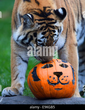 Amburgo, Germania. 29 ott 2014. Tiger Lailek sniffs una carne-riempito jock-o-Lanterne presso lo Zoo di Hagenbeck di Amburgo, Germania, 29 ottobre 2014. Entrambe le tigri allo zoo ricevuto tratta per Halloween. Foto: DANIEL BOCKWOLDT/dpa/Alamy Live News Foto Stock