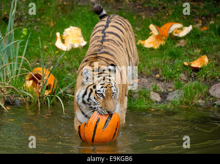 Amburgo, Germania. 29 ott 2014. Tiger Lailek sniffs una carne-riempito jock-o-Lanterne presso lo Zoo di Hagenbeck di Amburgo, Germania, 29 ottobre 2014. Entrambe le tigri allo zoo ricevuto tratta per Halloween. Foto: DANIEL BOCKWOLDT/dpa/Alamy Live News Foto Stock