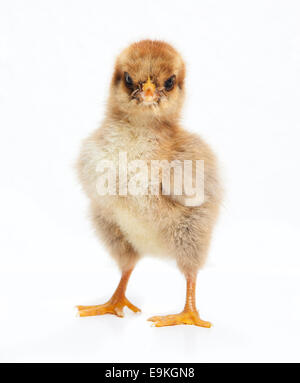 Un piccolo giovane marrone a polli di orpington in studio contro uno sfondo bianco Foto Stock