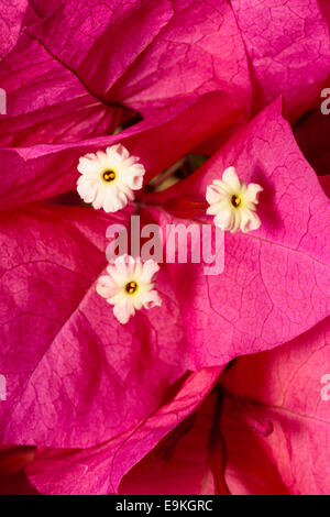 Crema di fiori fertili nestle tra le vistose brattee di Bougainvillea spectabilis Foto Stock