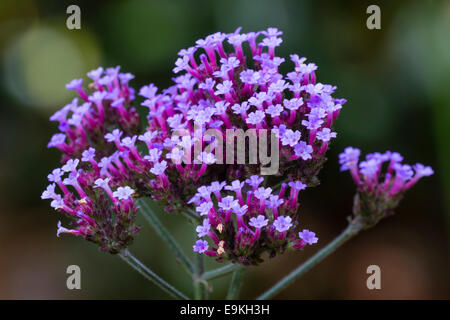 Testa di fiori di farfalla di attirare, Garden cottage impianto, Verbena bonariensis Foto Stock