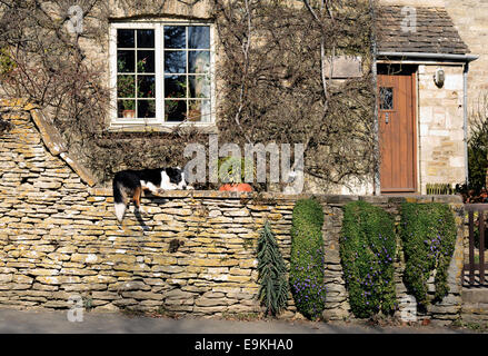 Un cane in appoggio su un Cotswold muro di pietra nel villaggio di Southrop, GLOUCESTERSHIRE REGNO UNITO Foto Stock