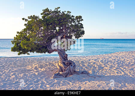 Struttura Dividivi sull isola di Aruba Foto Stock