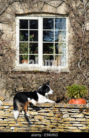 Un cane in appoggio su un Cotswold muro di pietra nel villaggio di Southrop, GLOUCESTERSHIRE REGNO UNITO Foto Stock