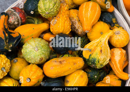 Zucche in un mercato in stallo Foto Stock