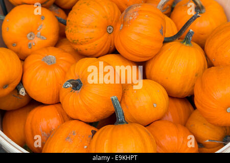 Zucche di un mercato in stallo Foto Stock