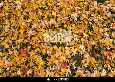 Telaio completo giallo maple leaf texture Foto Stock