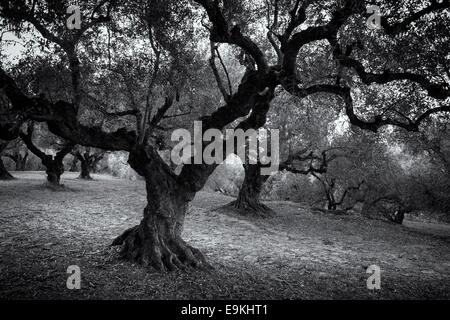 Ulivi secolari a Zante (Grecia) in bianco e nero Foto Stock