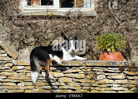 Un cane in appoggio su un Cotswold muro di pietra nel villaggio di Southrop, GLOUCESTERSHIRE REGNO UNITO Foto Stock