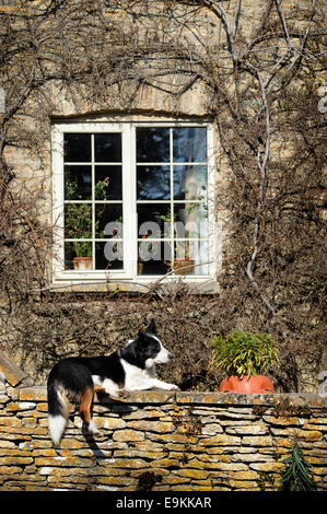 Un cane in appoggio su un Cotswold muro di pietra nel villaggio di Southrop, GLOUCESTERSHIRE REGNO UNITO Foto Stock