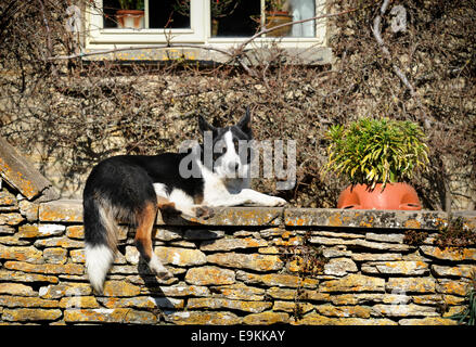 Un cane in appoggio su un Cotswold muro di pietra nel villaggio di Southrop, GLOUCESTERSHIRE REGNO UNITO Foto Stock