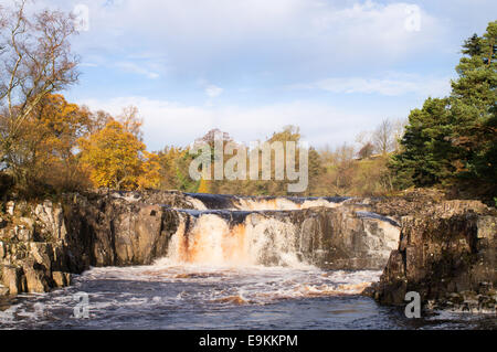 Teesdale, Durham, Regno Unito. 29 ott 2014. Heavy Rain il giorno precedente ha fatto sì che il tee è stata completa esecuzione su Bassa Forza cascata, vicino a Middleton in Teesdale, England Regno Unito. Credito: Washington Imaging/Alamy Live News Foto Stock