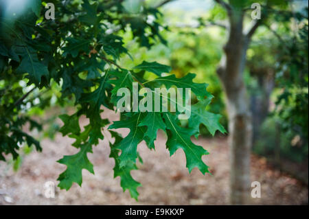 Quercus palustris. Pin oak.Leaf close up. Foto Stock