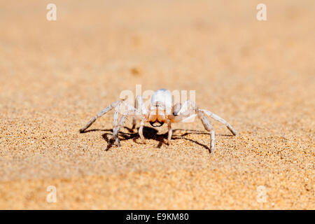 Dancing white lady spider, Leucorchestris arenicola, Namib Desert, Namibia Foto Stock