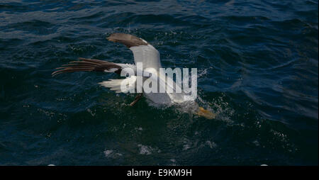 Un northern gannet colpisce l'acqua, immersioni subacquee per chum un pesce chummed off Bass Rock nel Firth of Forth. Foto Stock