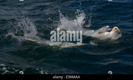 Northern sule (Morus bassanus; Sula bassana) alimentazione sul pesce chummed, Bass Rock, Scozia, Regno Unito, Foto Stock