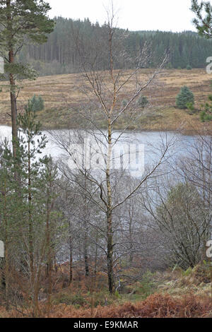 Le goccioline di acqua su un argento betulla, accanto a kielder acqua, Northumberland, Inghilterra, Regno Unito. Foto Stock