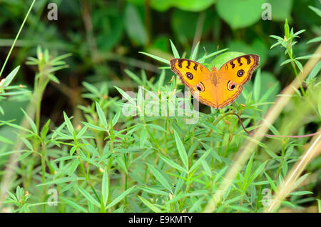 Peacock pansy butterfly (Junonia almana) sulla parte superiore di una boccola Foto Stock