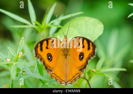 Peacock pansy butterfly (Junonia almana) sulla parte superiore di una boccola Foto Stock