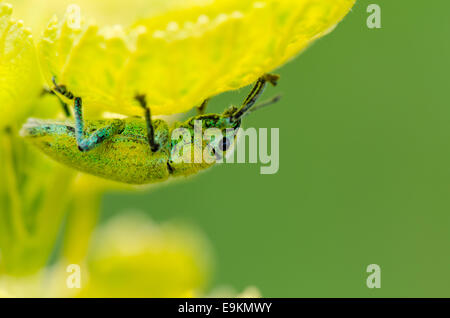 Curculione verde o Hypomeces Squamosus, giallo verdolino insetto nascosto dalla luce del sole sotto le foglie, che hanno un colore simile a Foto Stock