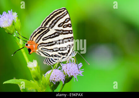 Chiudere fino a farfalla bianco con strisce nere e la coda arancione nettare di mangiare i fiori di erba in Thailandia, Club Silverline o Foto Stock