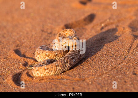 Peringuey il sommatore (sidewinding sommatore) (Bitis peringueyi), Namib Desert, Namibia, Foto Stock