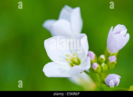 Aprire il fiore della signora Smock conosciuto anche come cuculo fiore contro uno sfondo verde prese a Cheshunt, Herts Foto Stock