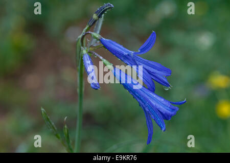 Due fiori aperti del blu brillante giglio siberiano presa sul bagnato, giorno piovoso al Puren passano in Turchia Foto Stock